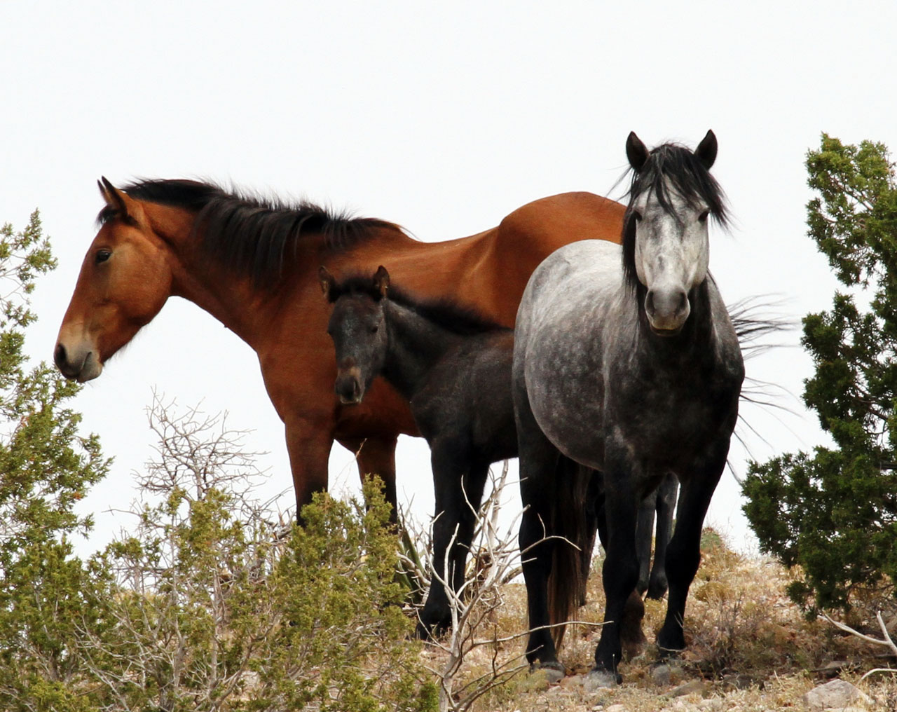 Sonja-wild-horse-family
