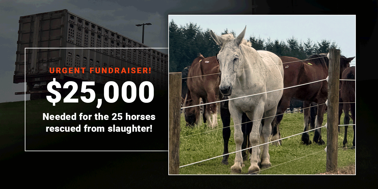Help Animals' Angels care for 25 horses rescued from slaughter